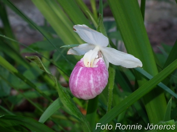 Cypripedium ulla